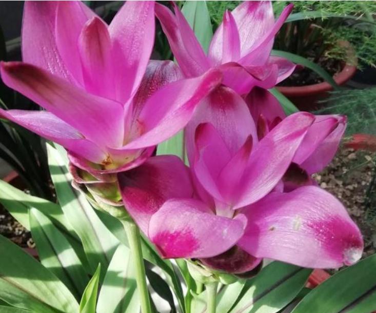 姜荷花春天要怎么养,姜荷花怎么养才好看