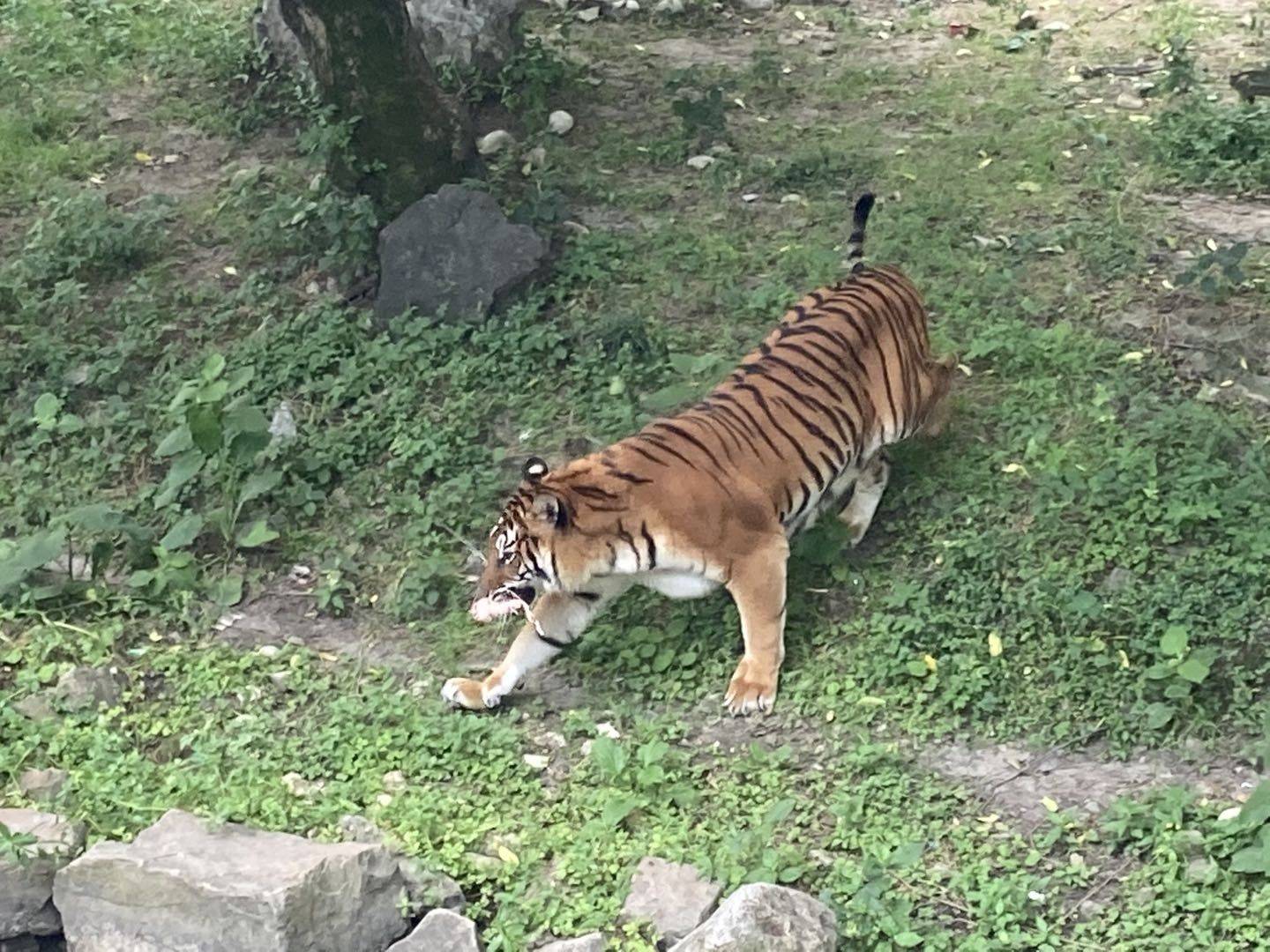 QQ天团复出、大熊猫吃播、亚洲象训练……上海动物园推出多条动物特色游路线