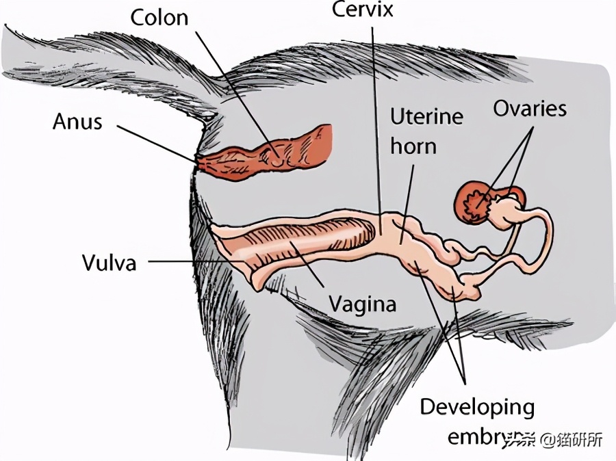 母猫猫咪不孕不育的症状,母猫不孕不育是因为什么呢