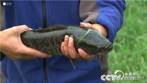 张高立：会跑步的鱼让他一年卖了6000万