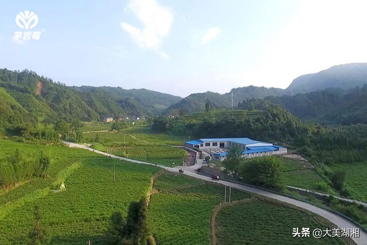 张家界莓茶产销数据,关于张家界莓茶产业发展