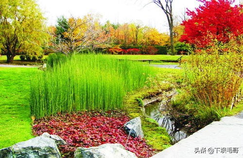 稻田地里长野草,稻田的野草可以当草药吗