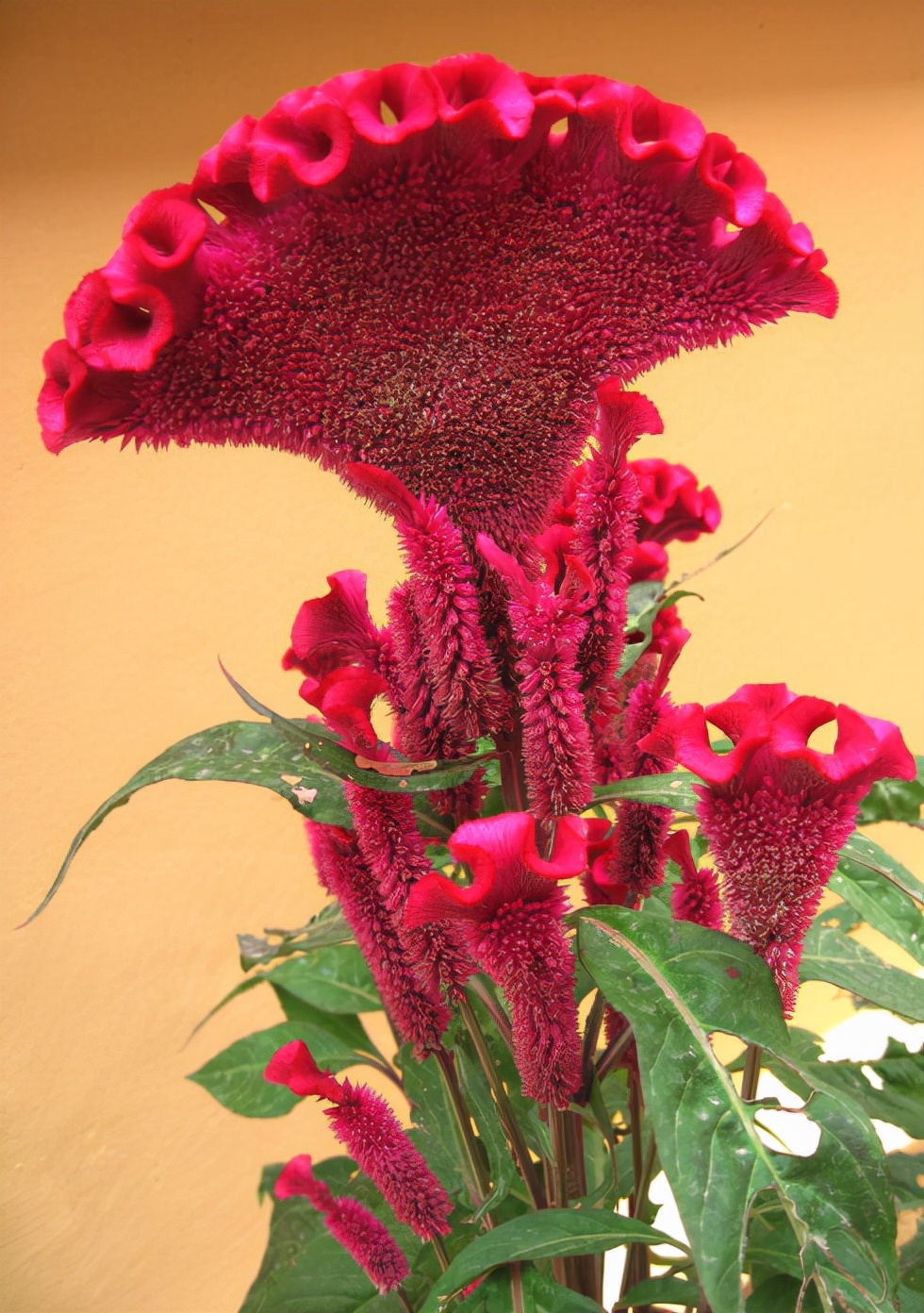 小时候经常见又叫不上名字的植物,一些常见的能吃的植物名称