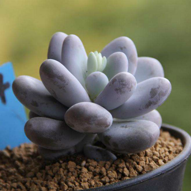 多肉贝瑞夏天如何度夏,麦秆多肉夏天好度夏吗