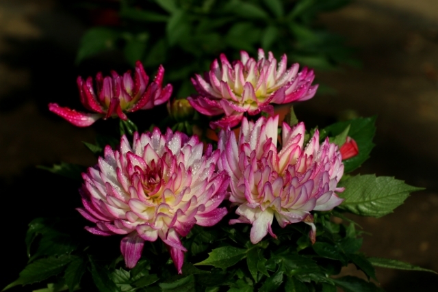 美丽的大连风景区,美丽的大连金州湾