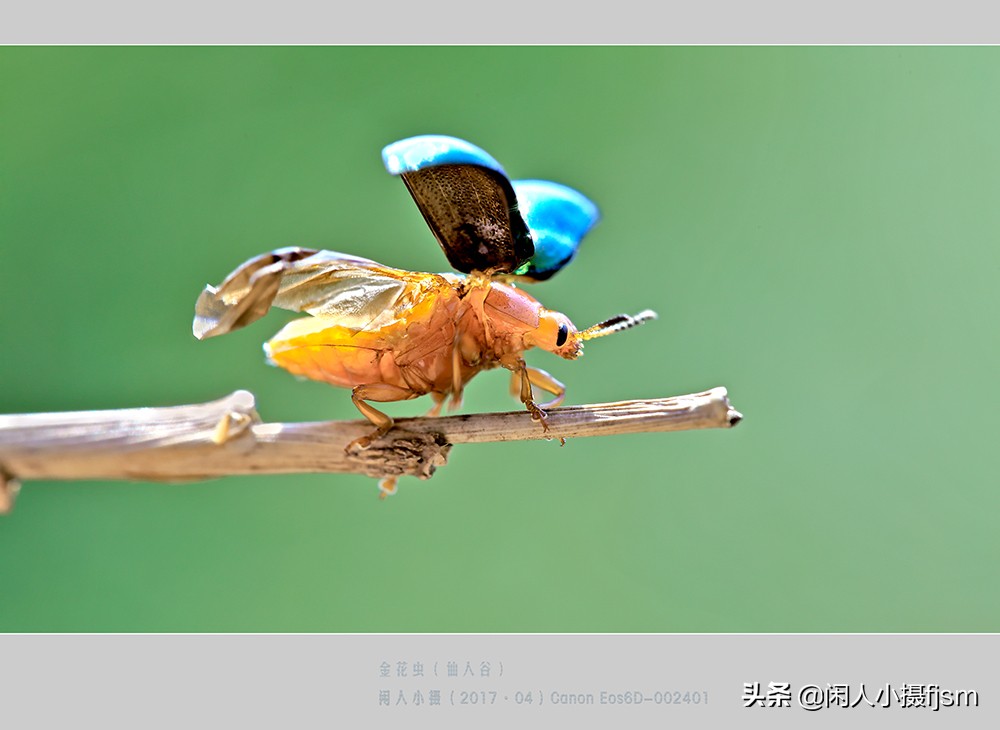 微距和一般摄影有什么区别,摄影写实和写意的区别