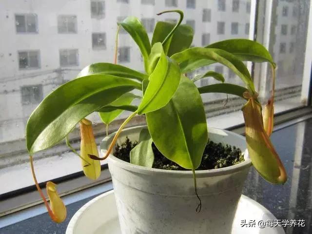 好养的瀑布藤蔓植物,像绿萝垂吊植物