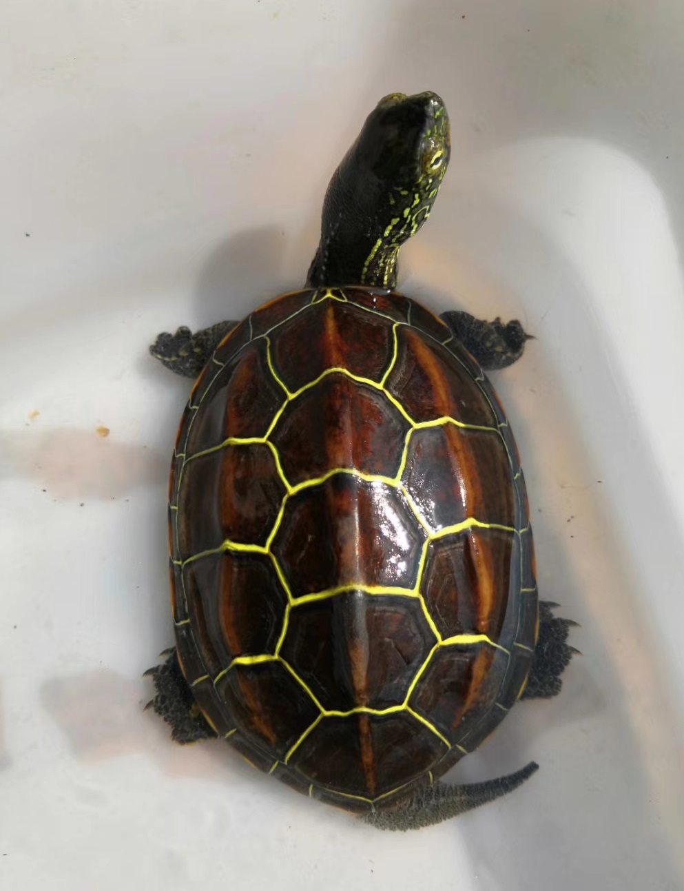 养龟最适合的水生植物,养龟要用什么水最好