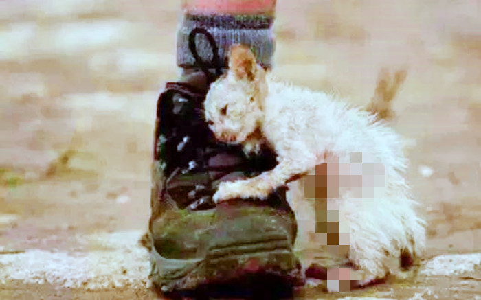 铲屎官救助流浪猫,铲屎官与流浪猫猫的日常