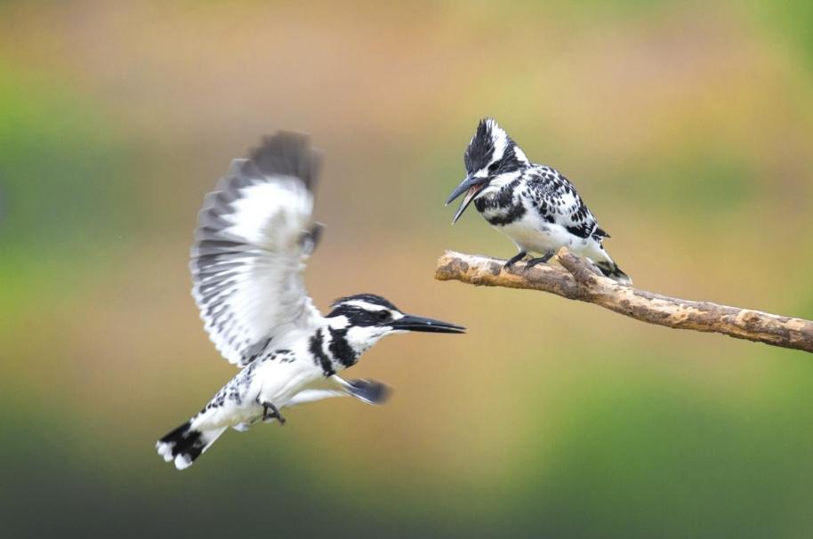 斑鱼狗捕鱼技巧,斑鱼狗捕鱼慢镜头