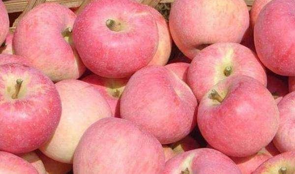 以前的苹果为什么这么火,国光苹果现状