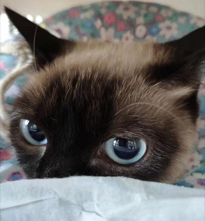 母猫更粘人还是暹罗猫更粘人,十大最干净最好养的猫暹罗猫