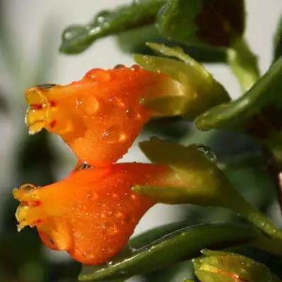 全部金木水火土五行五系植物介绍,五种植物代表五行