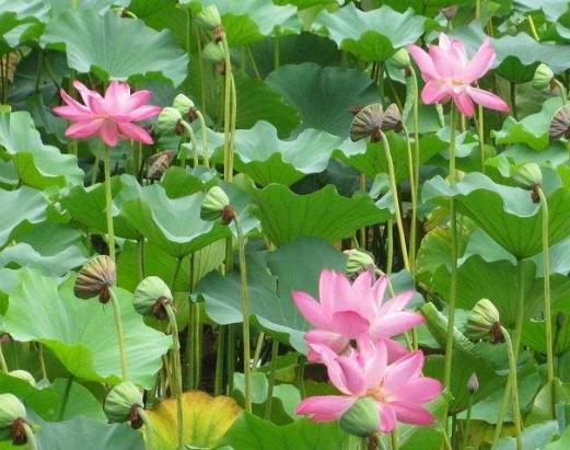 先生出上联：“驼背桃树倒花开，黄蜂仰采”，学生下联被赞，绝妙