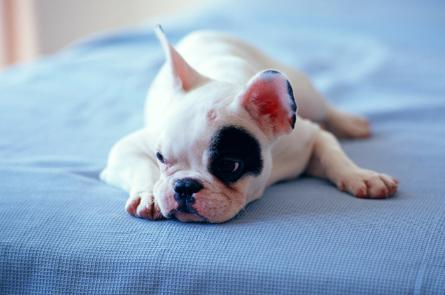 狗软骨病怎么治疗最好,狗得了软骨病有什么症状