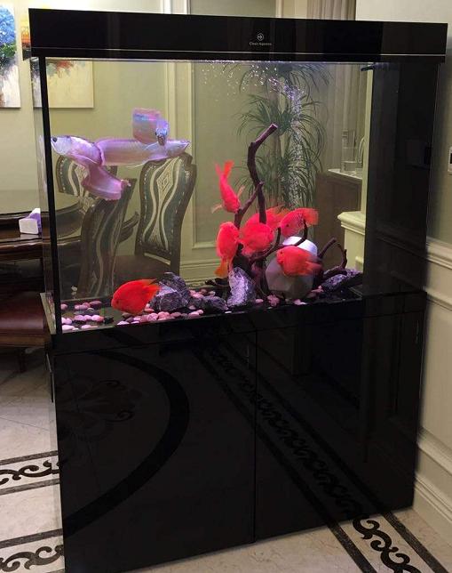 鱼缸放高锰酸钾消毒后水要不要换,死鱼过后鱼缸高锰酸钾泡多久