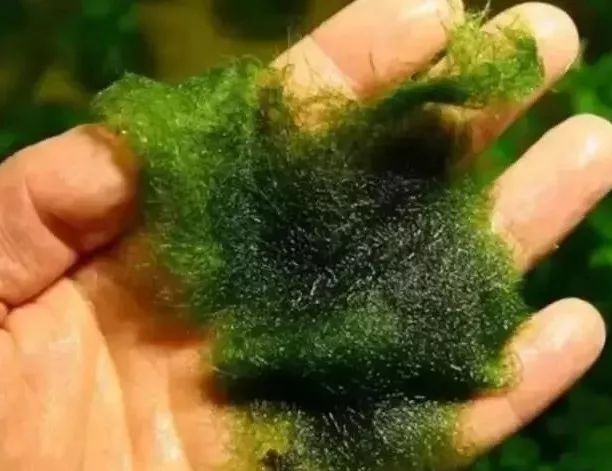 虾蟹塘青苔多怎么处理,青苔用什么杀效果最好