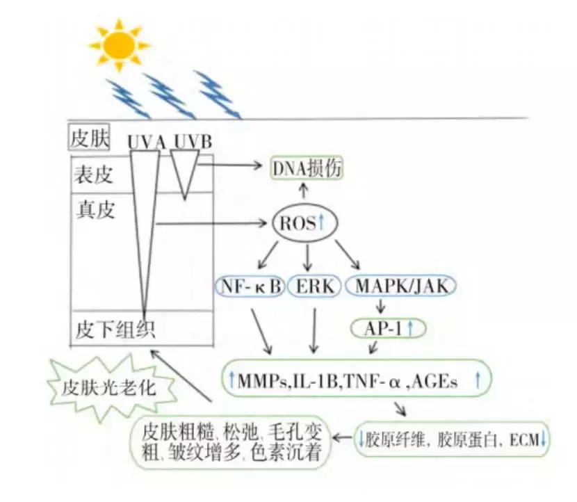 如何科学抗衰老养生,运动可以抗衰老科学依据