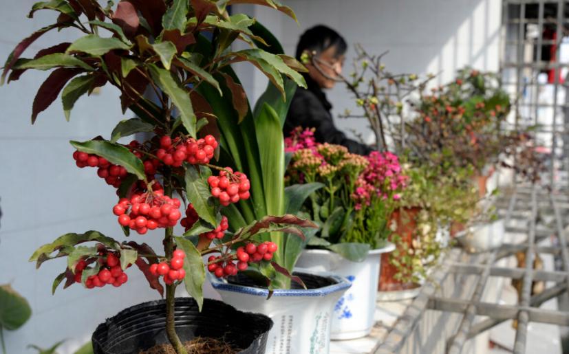 盆栽植物怎么浇水土不流失,盆栽里的土有点板结