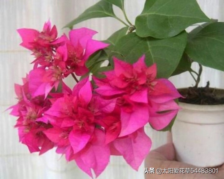 对光照要求不高的三角梅品种,阳台光照不足怎样让三角梅开花