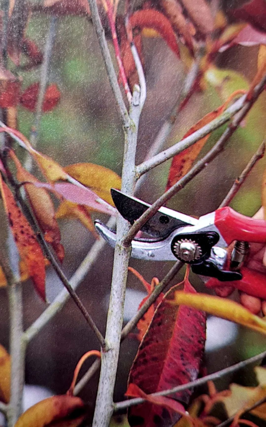 修剪的目的是什么,修剪是为了更好的生长