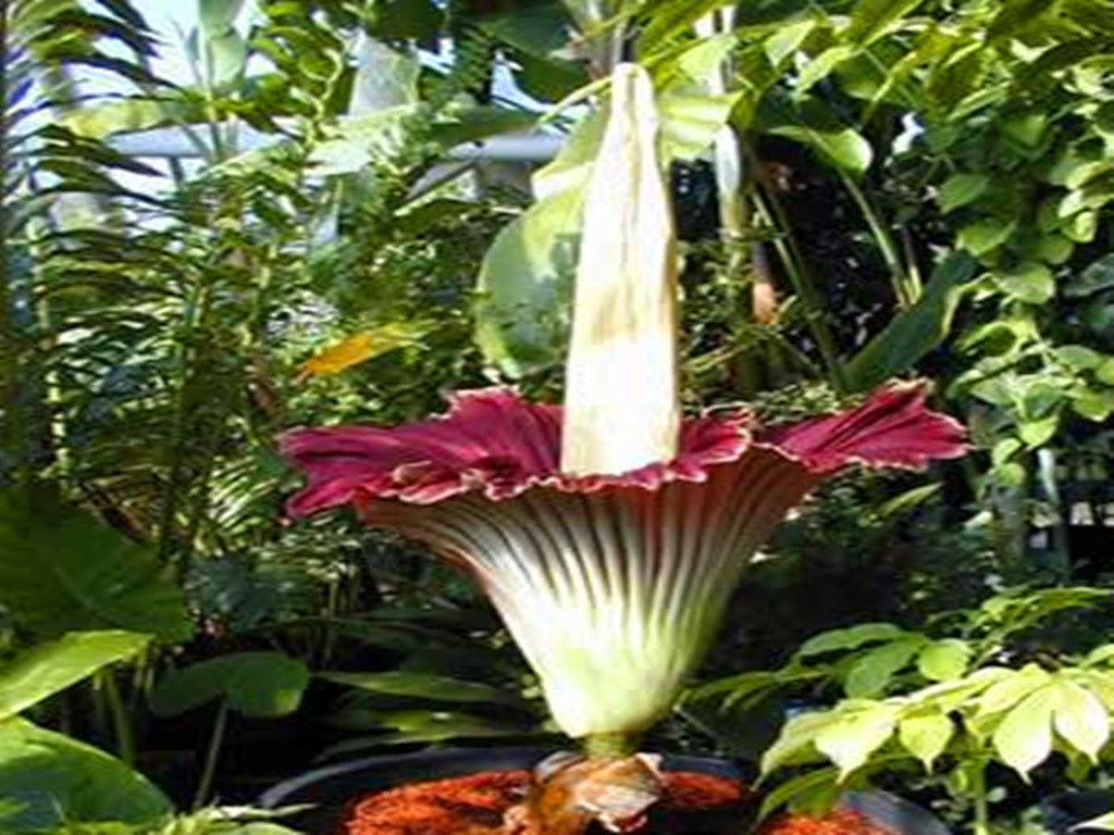 尸香魔芋花为什么这么臭,尸香魔芋碧绿色的来历