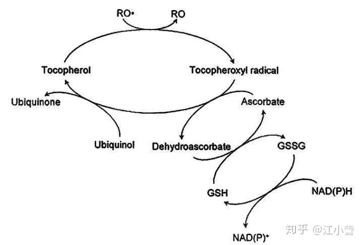 虾青素和传明酸哪个白天用,虾青素和传明酸直播