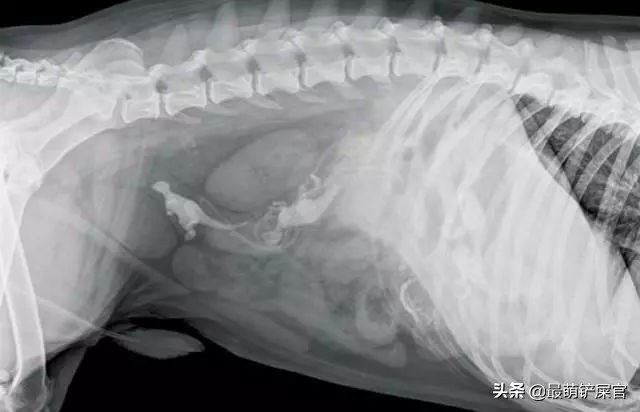 医生用X光片告诉你,蠢萌的宠物们,会不小心吃下什么可笑的东西