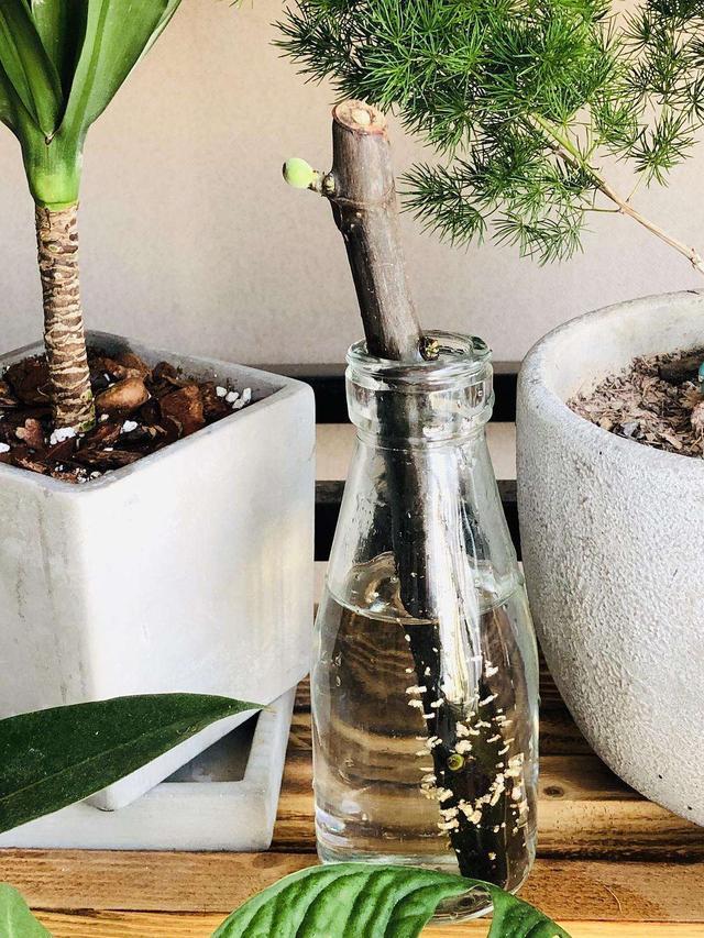 无花果可以种在家里面吗,怎样种盆栽无花果