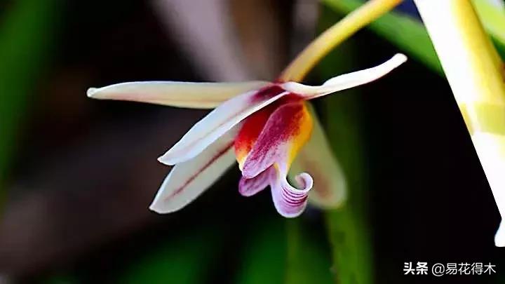 硬叶兰与纹瓣兰哪个贵,兰花老品种出艺莲瓣兰