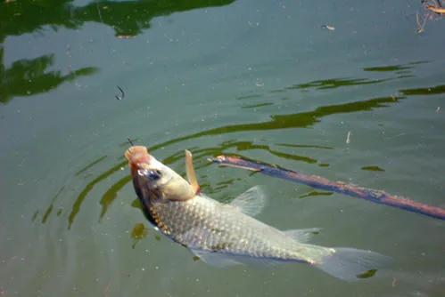 浮漂选什么尾型好看点,怎么挑选一只浮漂尾