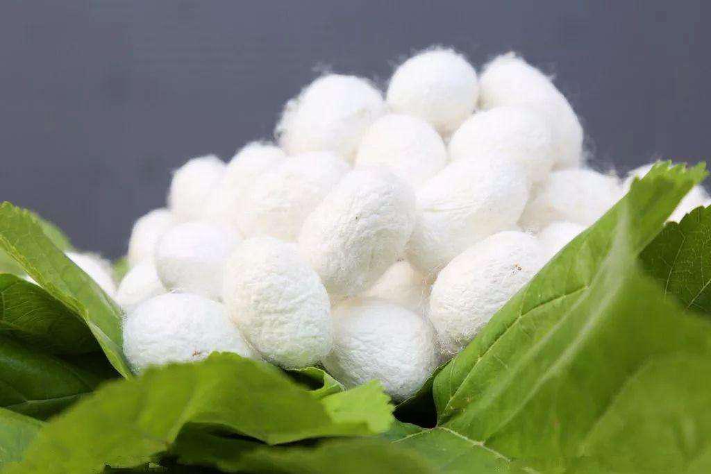 在这个干燥易过敏的季节,72岁名老中医每天必喝「桑蚕菊花茶」