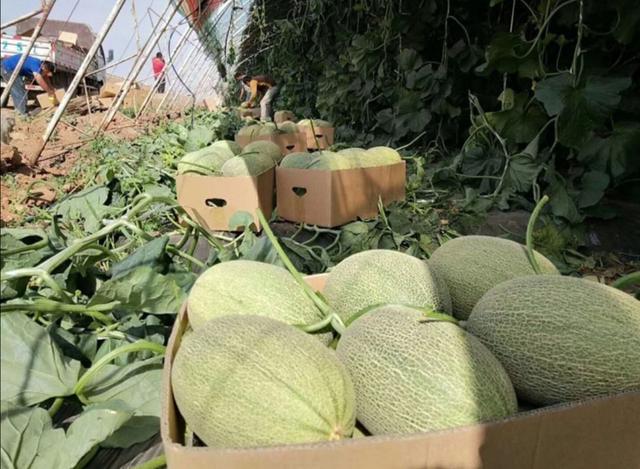 这个夏天绝不能错过的高营养水果,含花青素的水果和蔬菜有哪些