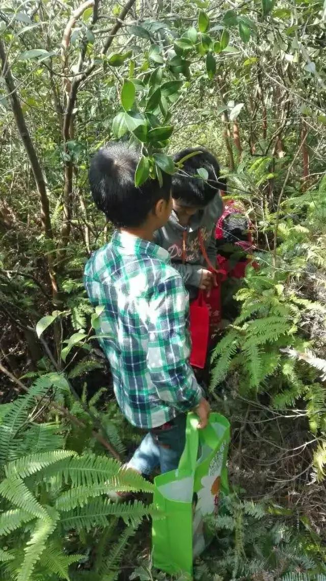 都说茶油好,但茶油的惊人作用,兴宁人知道吗?