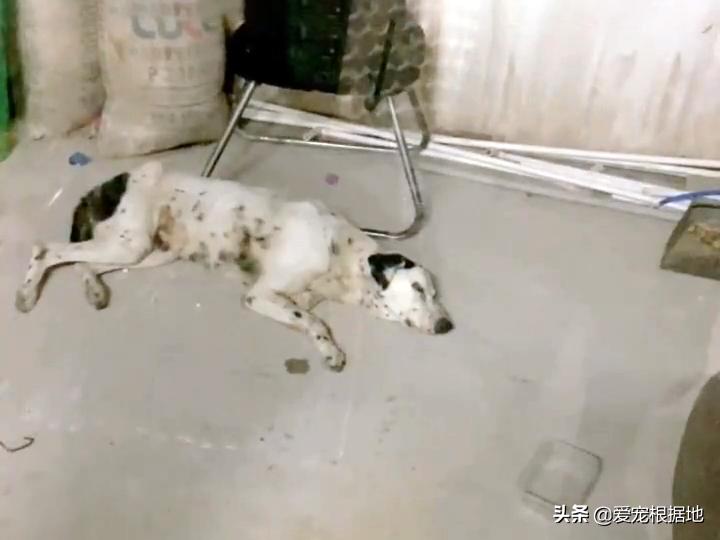 老年人斑点狗被遗弃,流浪狗被遗弃骨瘦如柴