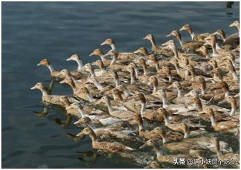 高邮咸鸭蛋节选汪曾祺阅读题,高邮汪曾祺纪念馆咸鸭蛋