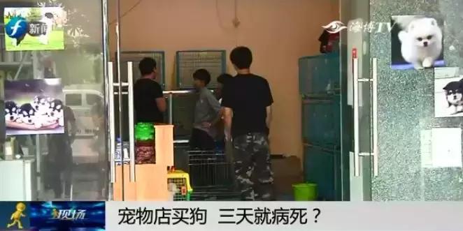 宠物狗买回来过几天病死怎么维权,厦门宠物店