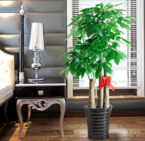 十月适合养什么花,十月现在季节养什么花不怕冷