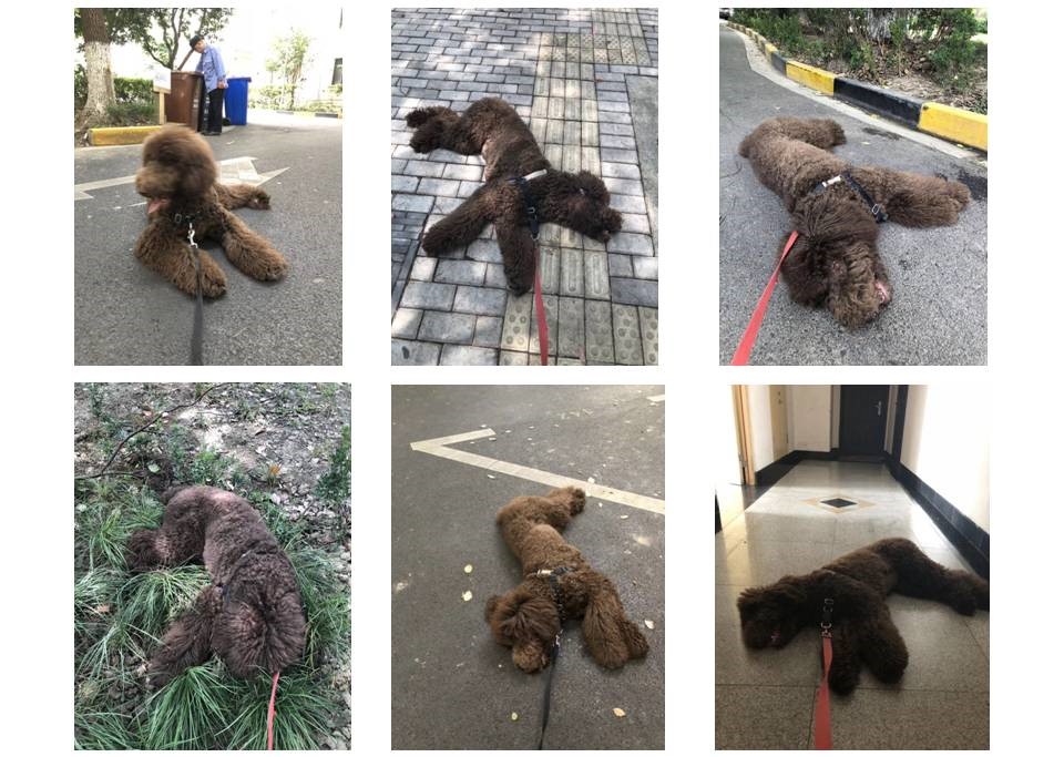 一条狗的回家之路!黄小喵学“SIT创新”5、除法创新策略