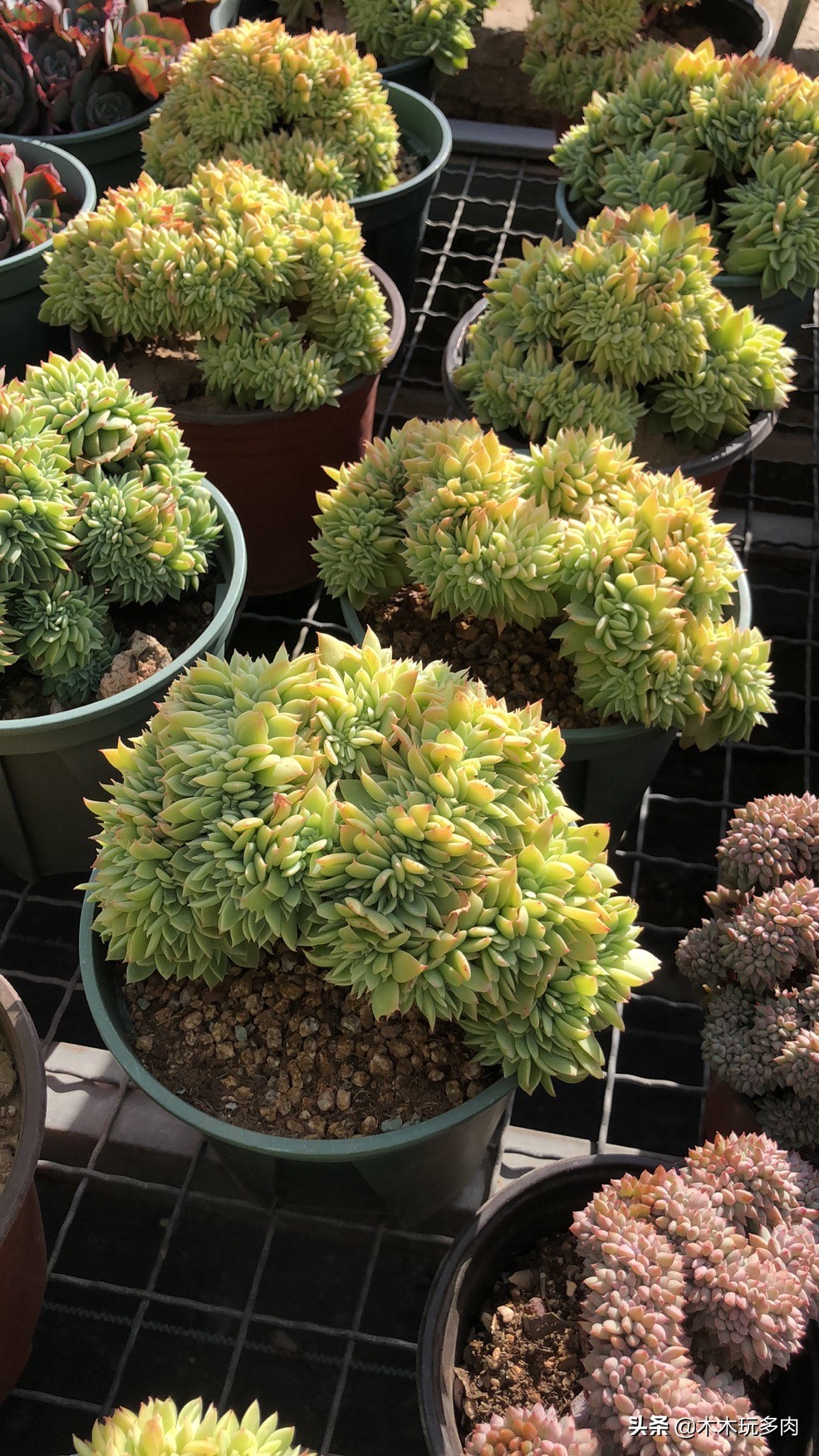 多肉植物如何插枝繁育易活,繁殖能力强又好养的多肉植物