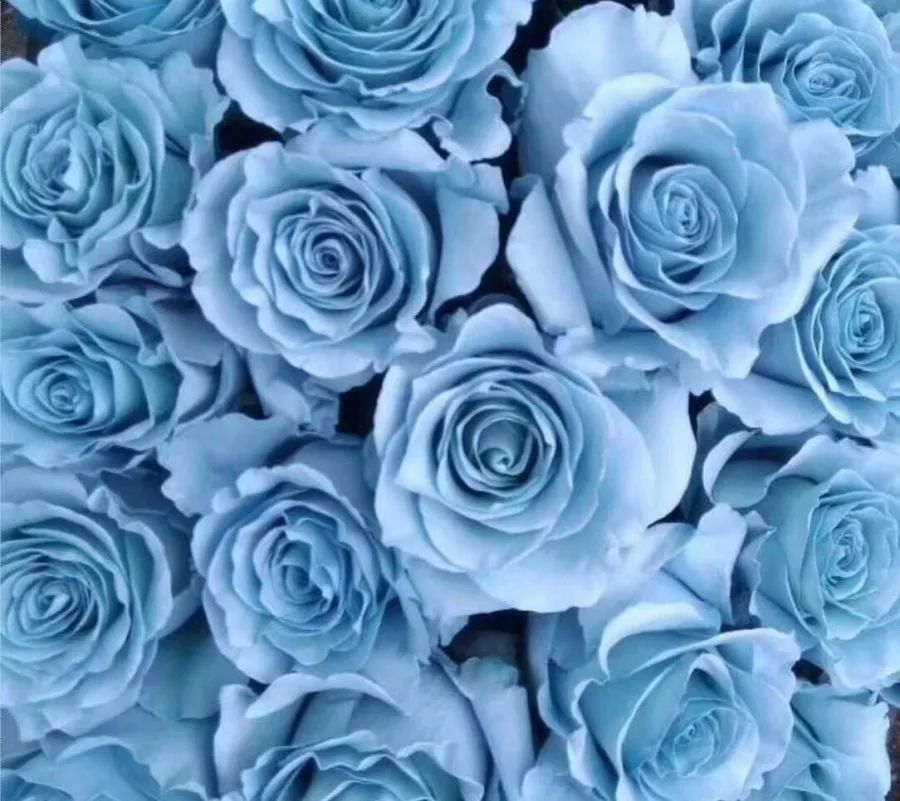 热销玫瑰,顶级进口玫瑰