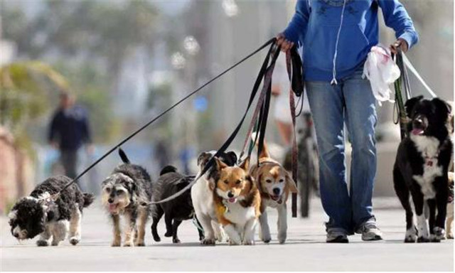 中医治狗咬药方,古代的人被狗咬了是怎么治的