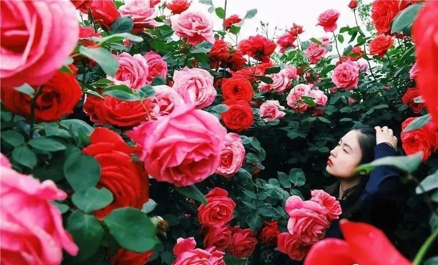 战旗村妈妈农庄,到战旗村妈妈农庄怎么走