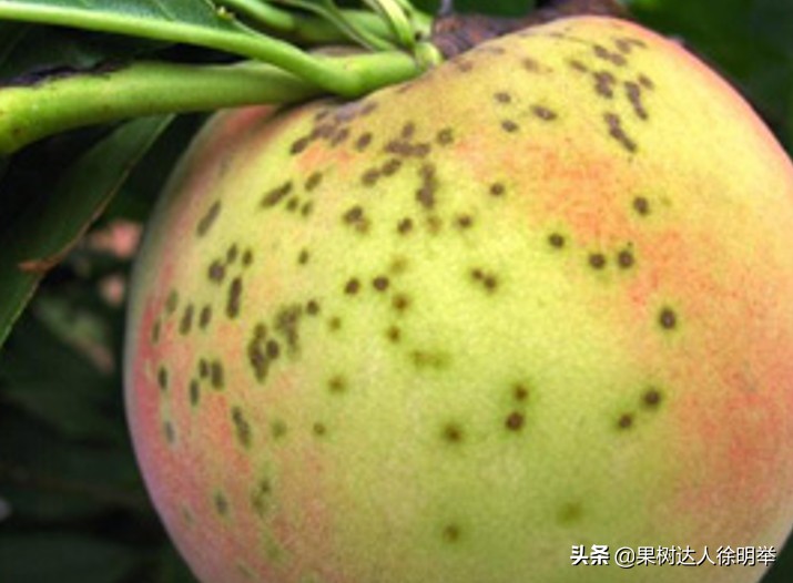 油桃黑点是什么,油桃外面黑点不长个