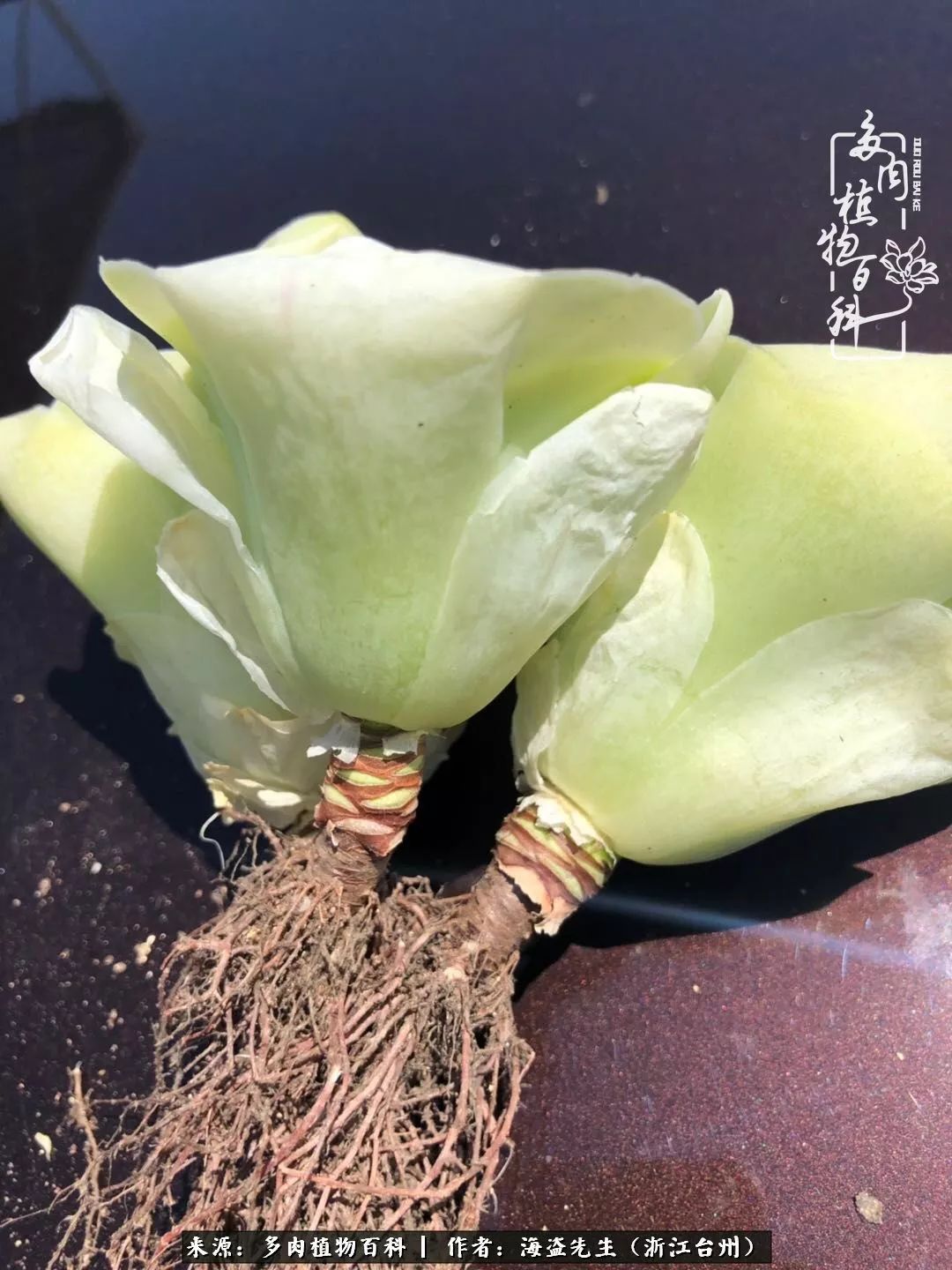 多肉玫瑰多少度休眠,多肉玫瑰唤醒教程