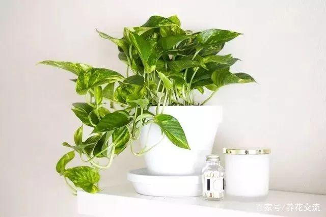 养花可以愉悦身心,养花能让人心旷神怡