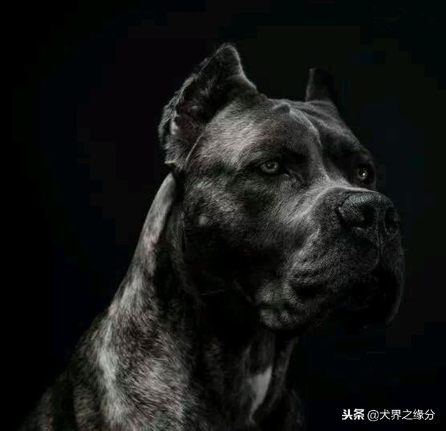 全球六大护卫犬谁是护卫犬之王,全球公认的四大护卫犬