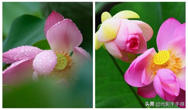 这10个荷花摄影技巧各个好用,摄影爱好者分享荷花拍摄小技巧