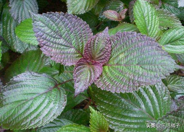 小龙虾最佳搭配的蔬菜,紫苏味小龙虾调料