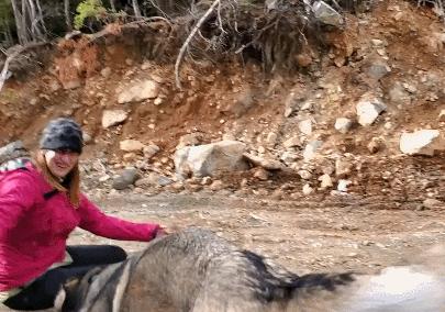 主人回家后发现哈士奇不见了,美国夫妻被抓救出两条狗